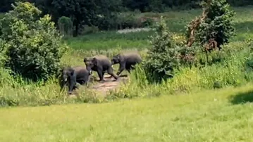 Elephants wreak havoc in Odisha’s Rayagada; farmers count heavy losses