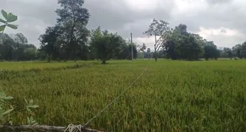 Farmer electrocuted while spraying pesticides at his farmland in Bargarh