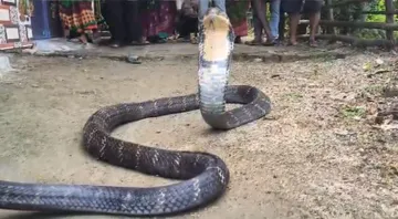 16-foot King Cobra rescued from house in Odisha's Balasore