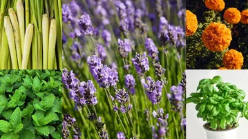 5 indoor plants that naturally repel mosquitoes
