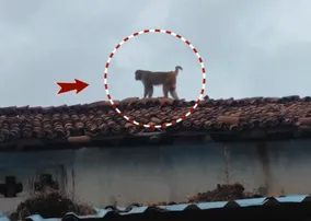 Monkeys rule the roads in Sundargarh, locals seek urgent forest dept action