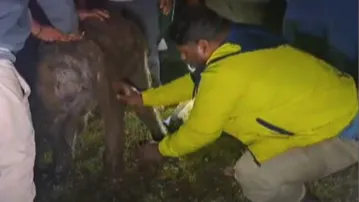 Rescued elephant calf rejected by herd after human contact in Angul