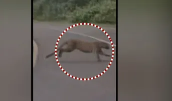 Panic grips Koraput, Kandhamal after videos of tiger roaming go viral