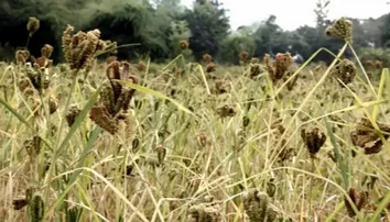 Mandia cultivation opens new economic avenues in Odisha’s Gajapati and Koraput