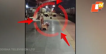 Bears wander onto Odisha’s Nuapada railway station; watch