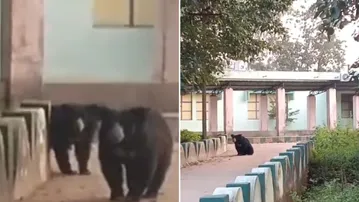 Wild bears enter Nuapada Science College campus; second sighting in a week triggers panic