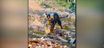 Kalia, the ‘Black Beauty’ of Similipal Tiger Reserve, captivates wildlife enthusiasts; watch