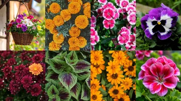 Best winter plants for pots in India