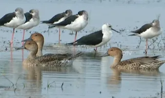 Odisha’s Chilika Lake turns into migratory bird paradise as winter sets in, tourist footfall surges