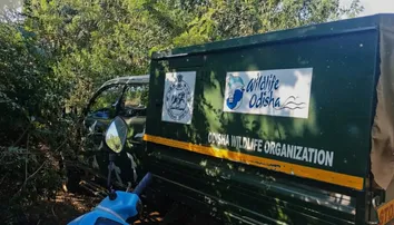 Sick elephant found near Bhubaneswar outskirts; Forest Dept begins treatment