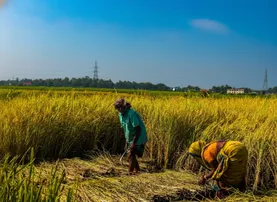 Farmers rush to harvest paddy early in Paradip and Kujang areas amid low-pressure and rainfall forecast