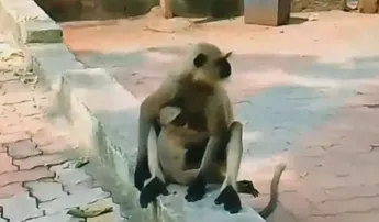 Monkey menace triggers panic in Cuttack's Niali, injuring over 15; schoolchildren skip classes