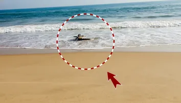 Panic grip as crocodile spotted along Astaranga coast, Forest dept on alert