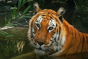 Tiger population rises in Odisha; 32 big cats recorded in Similipal’s internal census