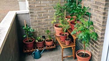 Easy vegetables for small balconies