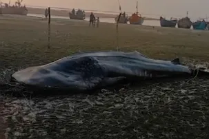 Carcass of giant whale shark wighing over 5000 kg found on Balasore Beach