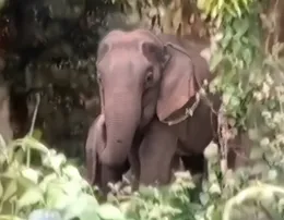 Acres of paddy, sugarcane destroyed: Athagarh farmers panic as elephants move deeper into fields