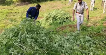 Ganja