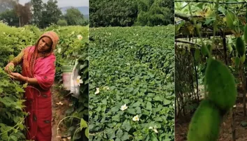 Spiny Gourd emerges as profitable crop in Ganjam