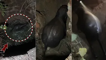 Young elephant rescued after falling into abandoned well in Odisha’s Angul