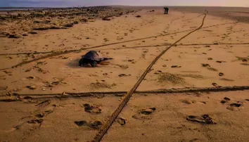 Endangered Olive Ridley turtles under threat! Hundreds found dead along Puri coast