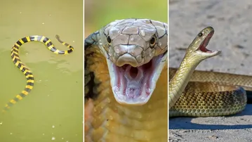 Identifying venomous and non-venomous snakes