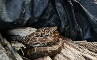 Python Rescued