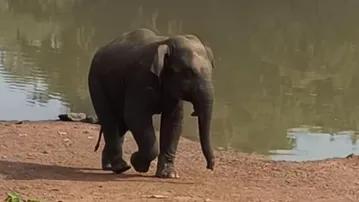 Elephant critically injured after suspected explosive blast in Mayurbhanj