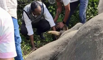 Tusker found dead in Odisha’s Angul, Forest Department begins probe
