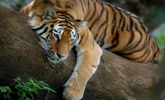 Tiger census begins in Odisha’s Koraput as part of nationwide 4-yearly drive