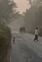 Elephant in Balasore
