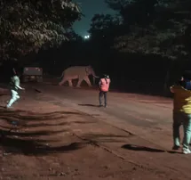 Reckless crowd chases elephant on Sundargarh road
