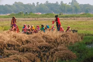 Prohibitory orders imposed as paddy harvest dispute turns tense after group clash in Kendrapara village
