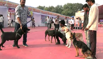 Paws, pride and playfulness: First-ever dog show held in Odisha’s Sonepur