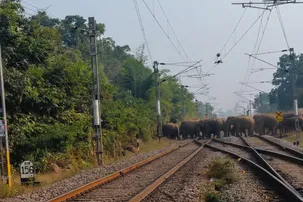 Herd of 30 elephants spotted crossing railway track near Turekela in Bolangir