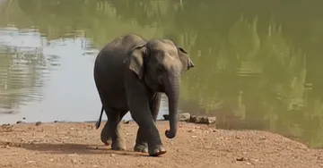 Elephant Dies