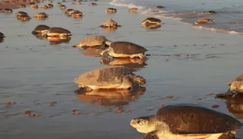 Olive ridley turtles in Odisha: State boosts coastal for nesting after record arribada and recent deaths