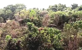 Caution! 4 wild elephants spotted in Bhubaneswar’s Sikharchandi forest