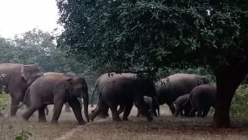Herd of 25 elephants wreaks havoc in Keonjhar’s Champua range