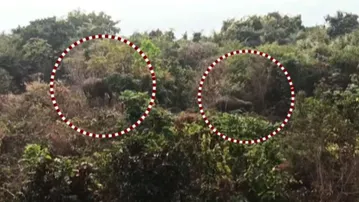 Two tuskers spotted roaming Sikharchandi hill in Bhubaneswar, Forest Dept on high alert
