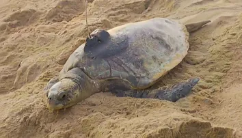 Olive Ridley turtles GPS-tagged at Rushikulya in Ganjam to track migration