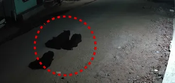 Bear movement triggers panic in Nuapada village