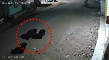 Fear grips Nuapada village as bears roam freely