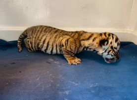 Tigress Jayashree gives birth to 3 cubs at Nandankanan Zoological Park in Bhubaneswar, one survives
