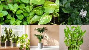 6 plants to keep at your home entrance for luck