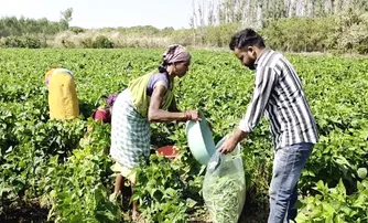 From Umerkote to Dubai: Odisha vegetables go global, farmers earn triple returns