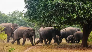 Tusker kills man in Odisha’s Angul, second fatal elephant attack in 48 hours