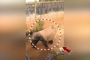 Youth killed in elephant attack in Khordha village