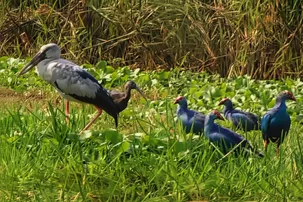 Odisha’s Chilika turns birdwatchers’ paradise as over 11 lakh migratory birds arrive