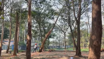 After OTV expose, Balasore administration halts tree cutting at Collector’s office